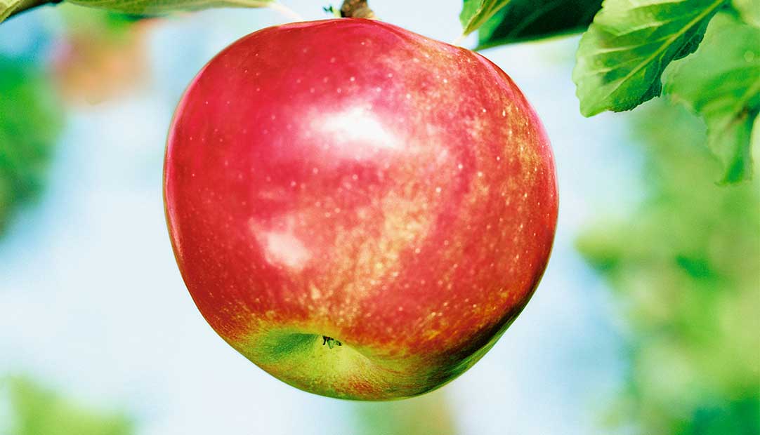 Äpfel – eine wahre Naturapotheke