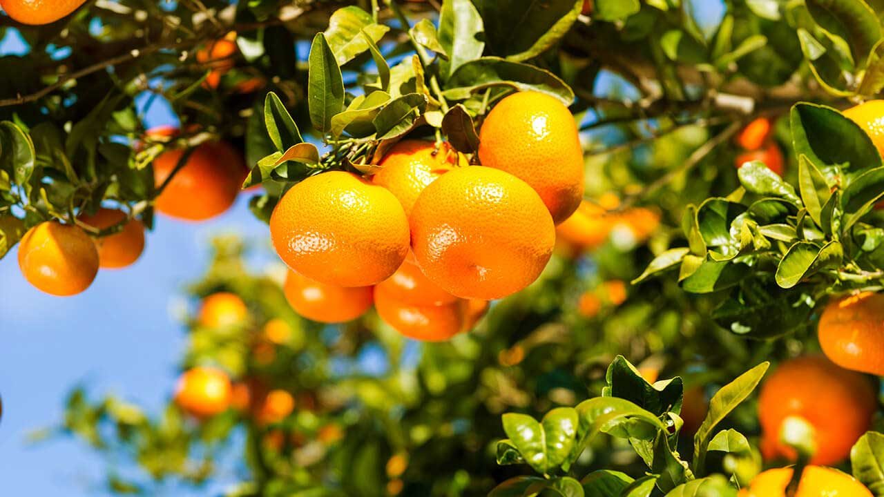 2,000 kilos of mandarins for nursing homes