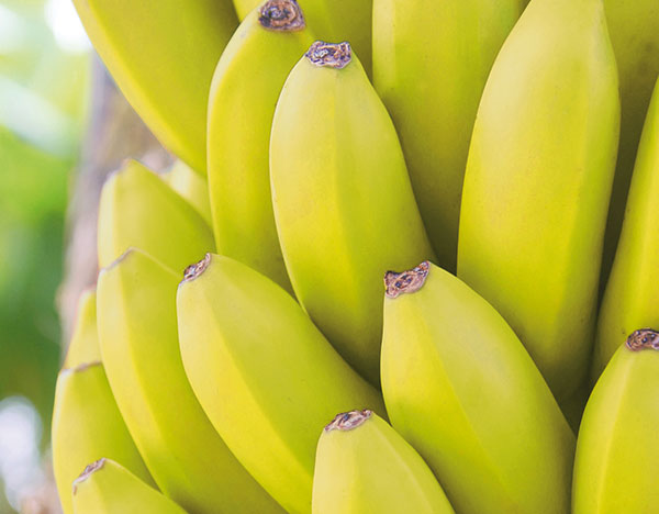Bananen2
