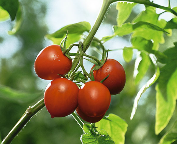 Tomaten1