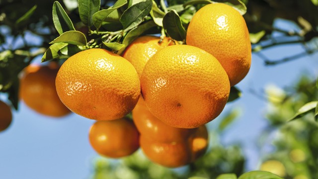 Wir naschen uns das Fett weg – mit Mandarinen!