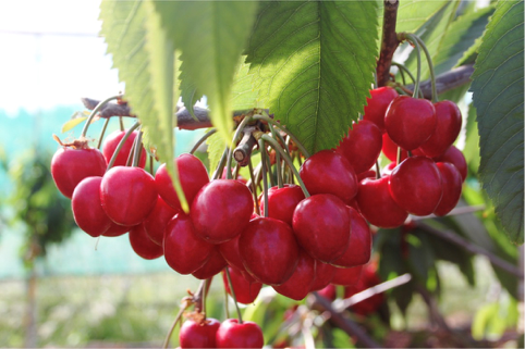 Presenting: The SanLucar Cherries