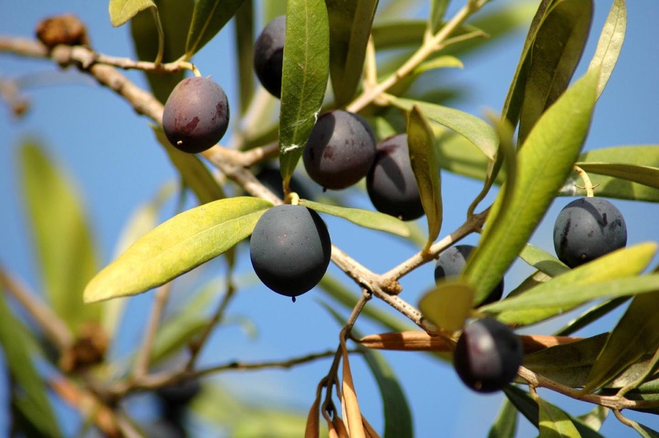 Olives – small, round and strong!