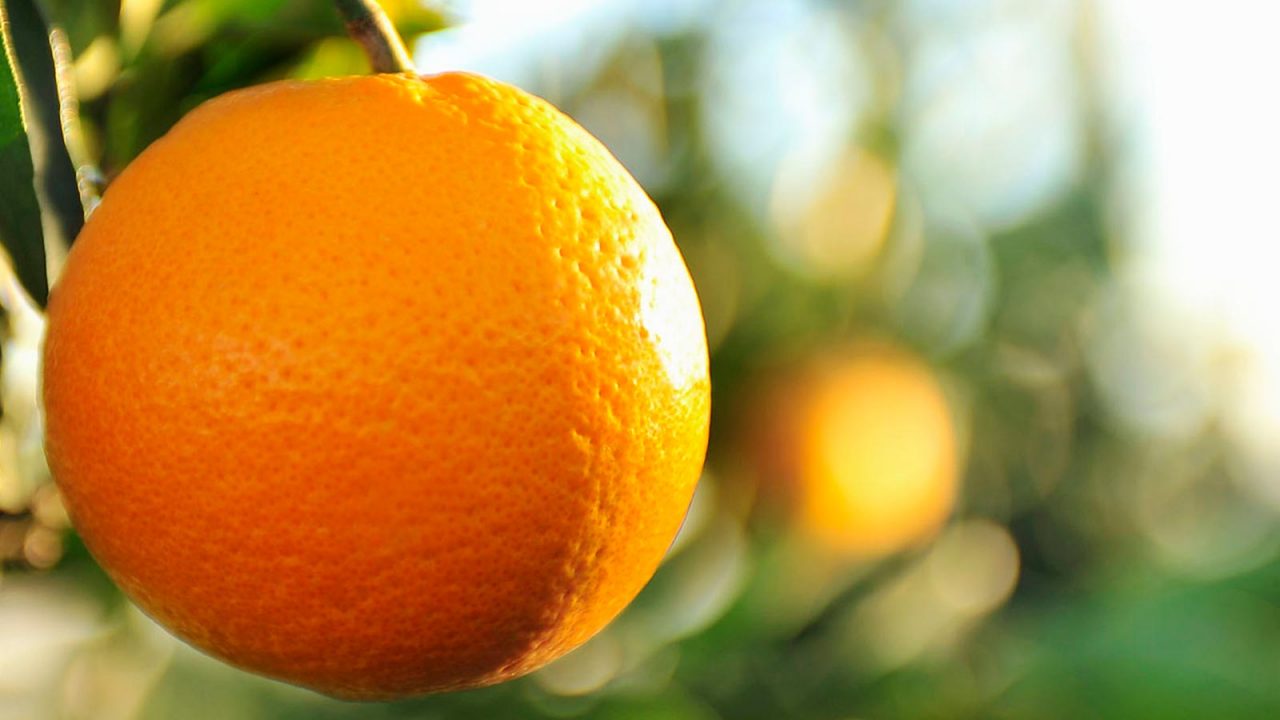 Oranges against orange peel