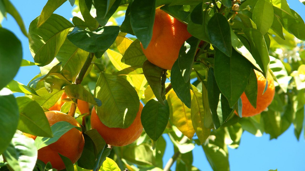 Presenting: The SanLucar Apricot