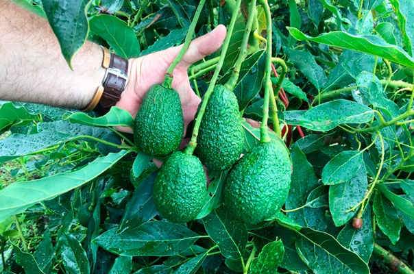 Colombia’s Avocados Valley