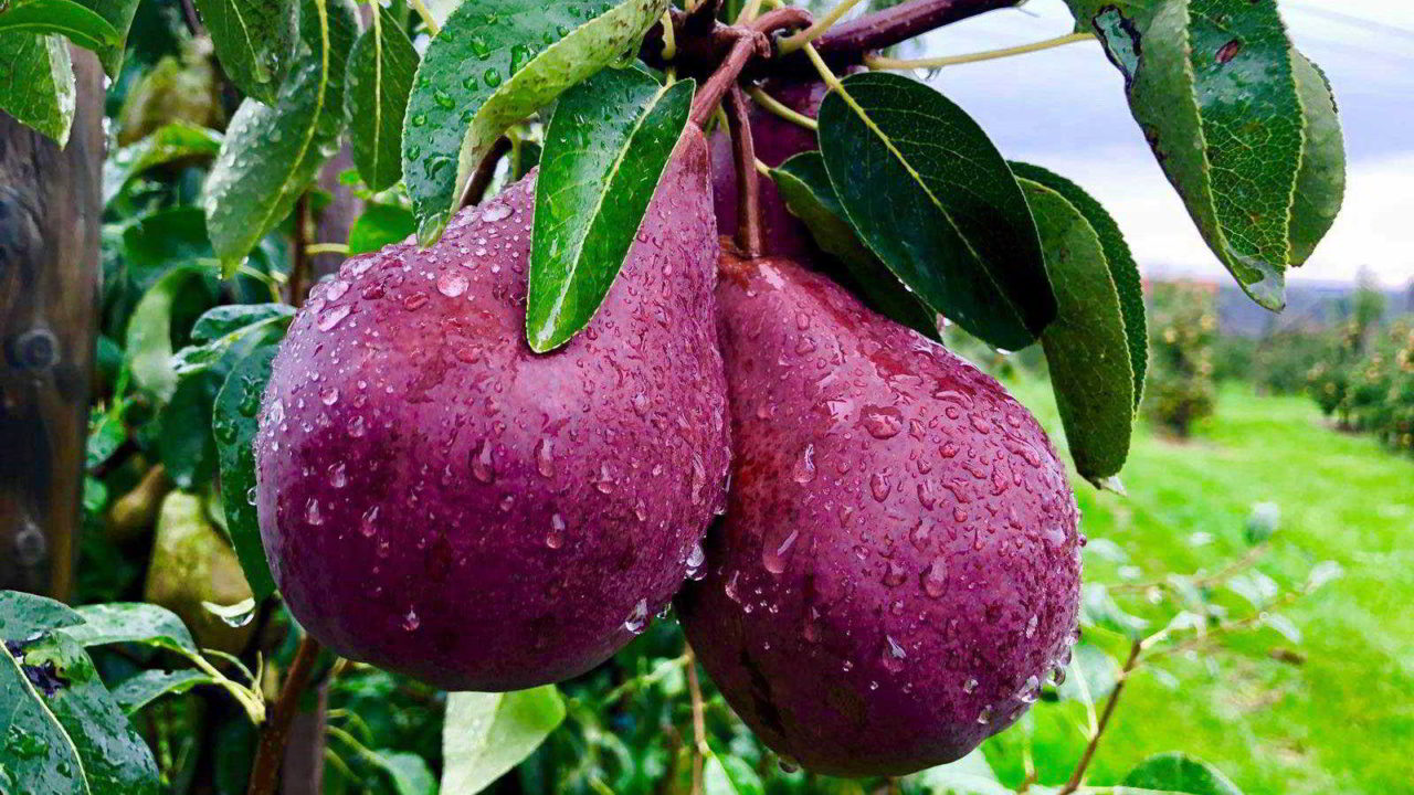 The pears with the red cheeks