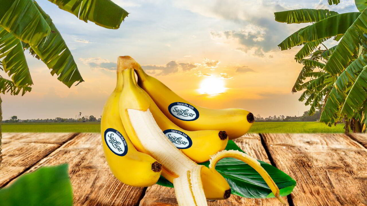 Nuevo concepto de plátanos